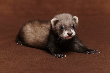 Dark ferret baby posing in studio on background