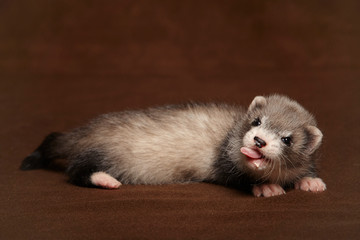 Dark ferret baby posing in studio on background