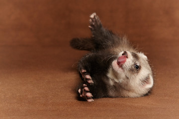 Young dark ferret baby posing in studio on background