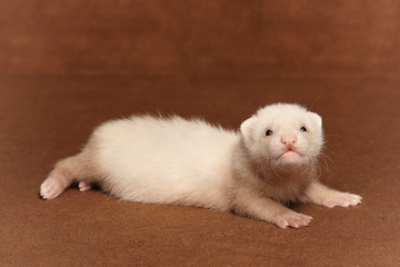 Young ferret baby posing in studio on background
