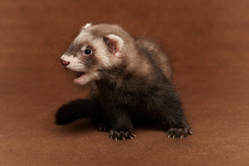 Young dark ferret baby posing in studio on background