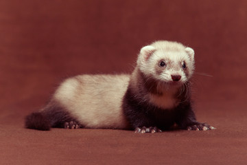 Young dark ferret baby posing in studio on background