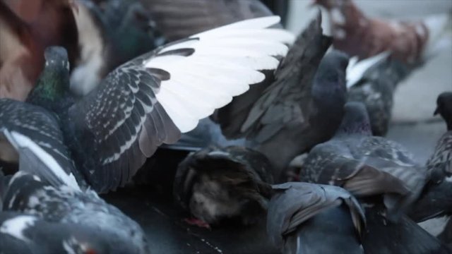 Grey pigeons jostling with each other to get to food