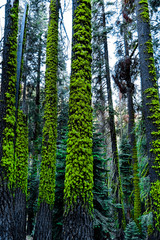 Early morning view of bright green moss growing on the trunks of tall pine trees; Sequoia National Park, Sierra Nevada mountains, California