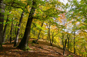 Fototapeta premium Wald im Frühling