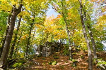 Wald im Frühling