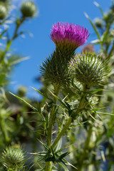 Distel