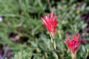 Close up of Indian paintbrush (Castilleja) wildflower blooming in Sierra Nevada mountains, California