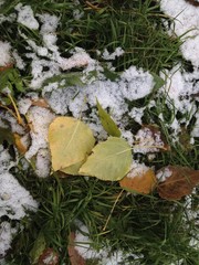 Snow and yellow leaves on a background of green grass.