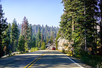 Driving through an evergreen forest, Sequoia National Park, Sierra Nevada mountains, California