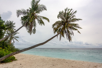 Fototapeta na wymiar Stunning tropical beach with white sand in the Maldives. a great place to dive into meditation and Nirvana