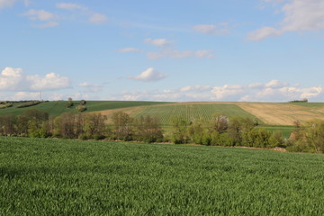 Fototapeta na wymiar Spring landscape (photo Czech Republic, Europe)