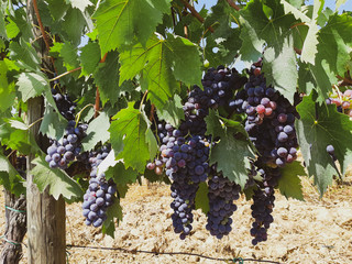 Tuscan vineyard with red grapes
