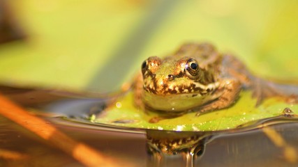 frog in pond