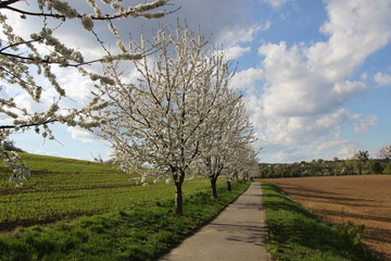 Obraz premium Spring landscape (photo Czech Republic, Europe)