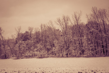 Winter Tree Line in Snowy Field