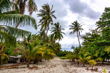 Fototapeta na wymiar beautiful dense tropical forest of the island of Maldives