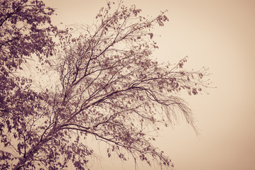 Obraz na płótnie Canvas Snow Covered Tree Branches