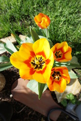 bouquet of yellow tulips