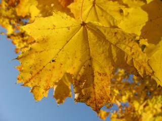 Trees with yellow leaves in park in autumn season. Used low depth of field with blurred background.