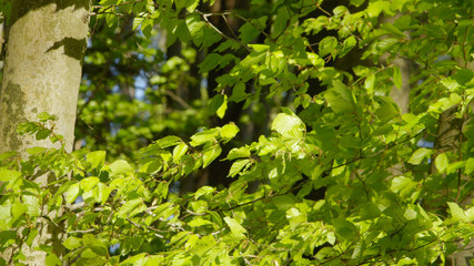 Obraz premium CLOSE UP: Green leaves on tree branches fluttering in summer breeze