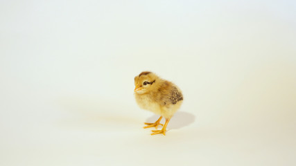 CLOSE UP: Little yellow baby chick against the white background