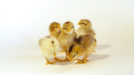 CLOSE UP: Group of cute little baby chicks against white background