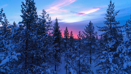 AERIAL: Flying trough snowy spruce forest treetops at gorgeous winter sunset