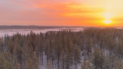 AERIAL: Rising above young spruce forest covered in fresh snow at winter sunset