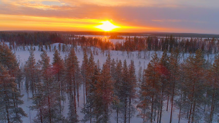 Fototapeta premium AERIAL CLOSE UP: Flying above snowy misty spruce forest at golden winter sunrise