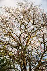 tree in autumn