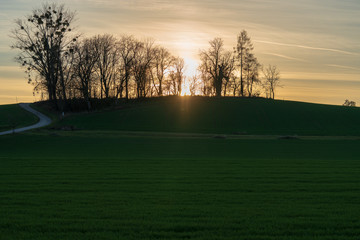 Obraz premium Sonnenuntergang mit Baumreihe und Landstraße
