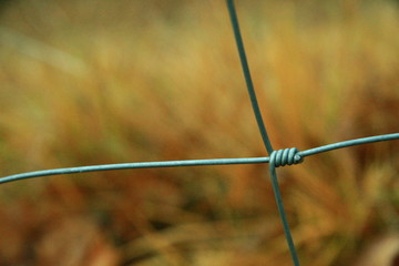 barbed wire on a background of green grass