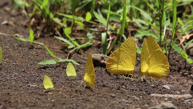 Yellow pierid butterflies resting in group on the floor, Mexico