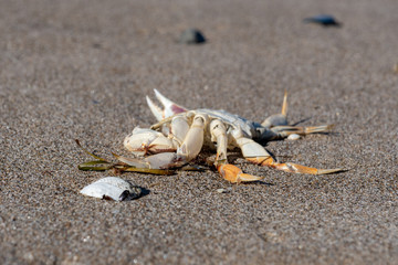 crab on the beach