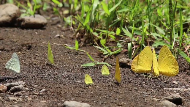 Yellow pierid butterflies resting in group on the floor, Mexico