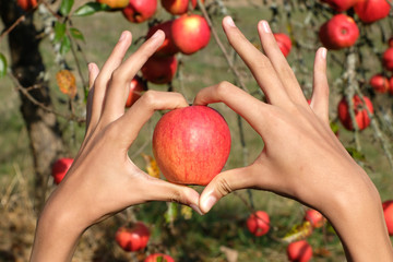 Heart Hands hold one organic red freshly picked apple. An Apple tree full of red shiny juicy apples are the background. Love and care