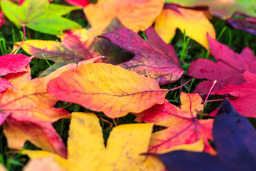 à la fin de l'automne , ses couleurs , ses feuilles, sa nature