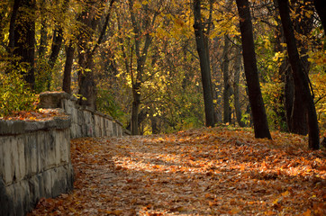 Fototapeta premium autumn in the park
