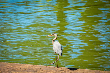 Side-stepping heron