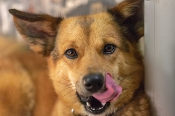 sad dog with wet eyes looks in the frame and licks