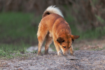 red dog on the street looking for something unknown
