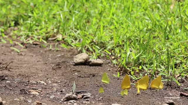 Yellow pierid butterflies resting in group on the floor, Mexico