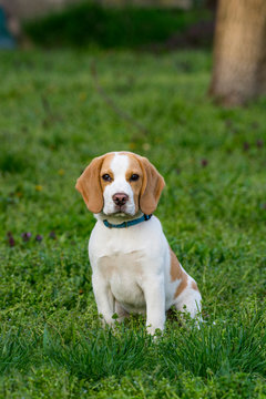 Beautiful beagle dog on the green grass