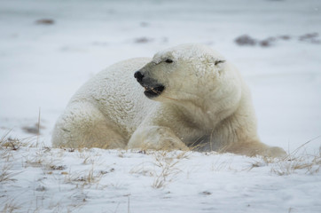 Fototapeta na wymiar Polar bear on the tundra, Churchill, Canada