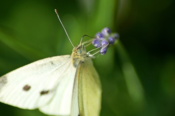 butterfly on a leaf