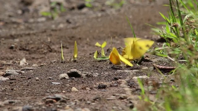 Yellow pierid butterflies resting in group on the floor, Mexico