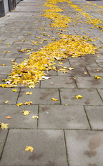 Fallen leaves on pavement