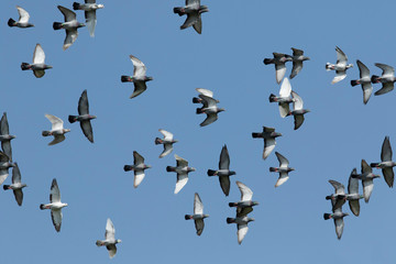 flock of speed racing pigeon flying against clear blue sky