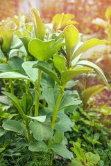 Young plants of black beans in the flowering stage. Floral background
